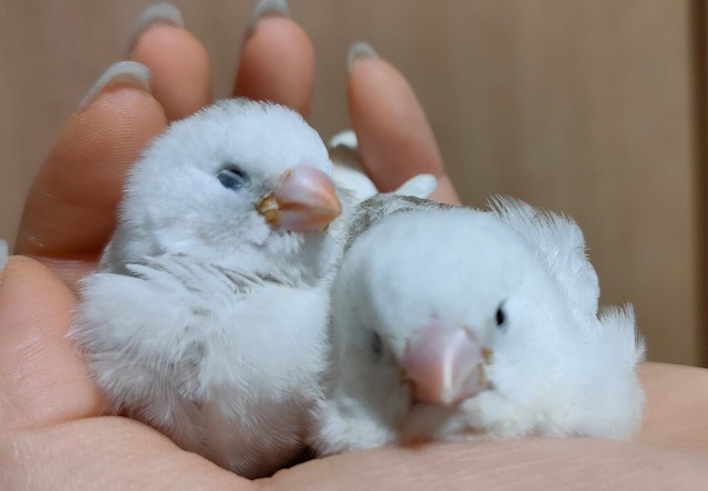 白キンカのひな