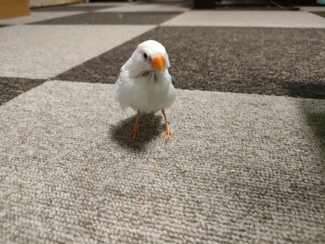 水に濡れたぶさかわキンカ