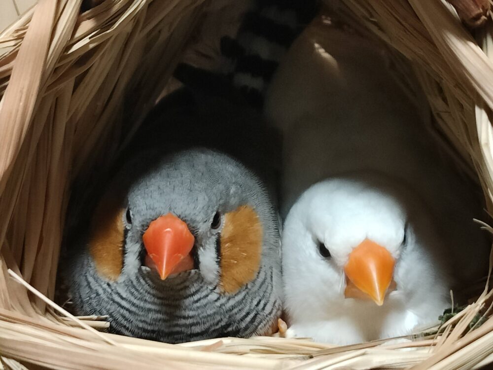 ZEBRAFINCH　キンカチョウ